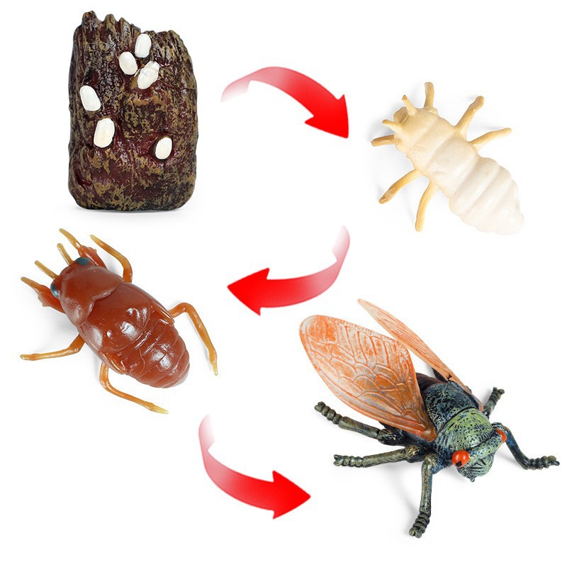 Kids Toys Cycle - Levensgroeicyclus Simulatie Insect Vlinder Kikker Kip